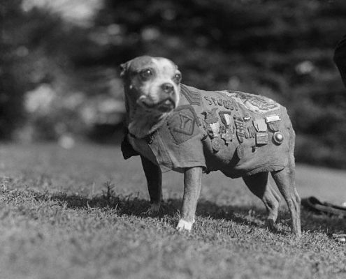 Sergeant Stubby Dog Wearing Military Medals